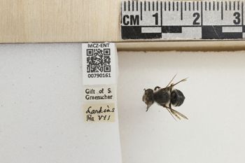 Media type: image;   Entomology 790161 Aspect: Labels